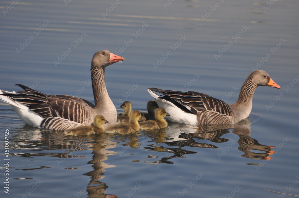 Wildgansfamilie Wildgansfamilie