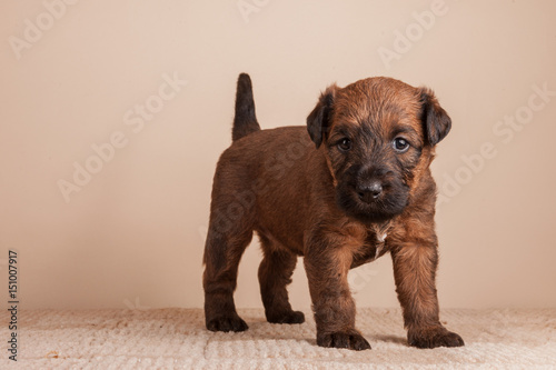 Quadro em tela Standing irish terrier puppy