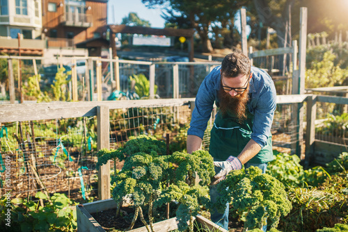 bearded man tending kale crops in urban communal garden