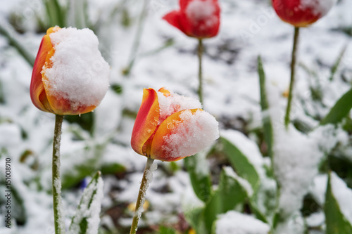 Tulips under the snow photo