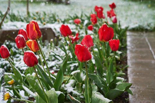 Tulips under the snow photo