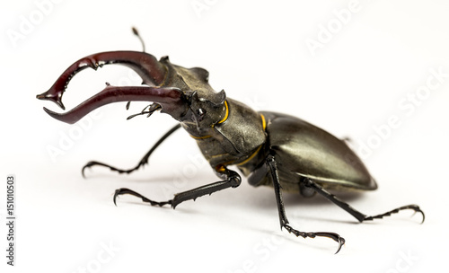 Lucanus Cervus - Vacaloura, Studio Macro Shot, left side.