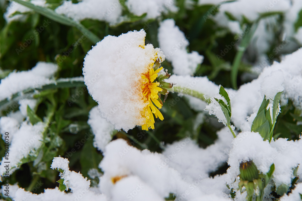 Dandelion snow Dandelion snow