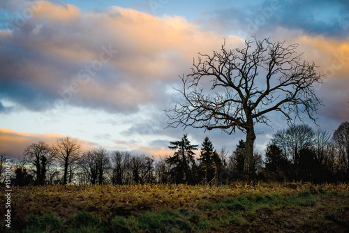 Landschaft im Winter