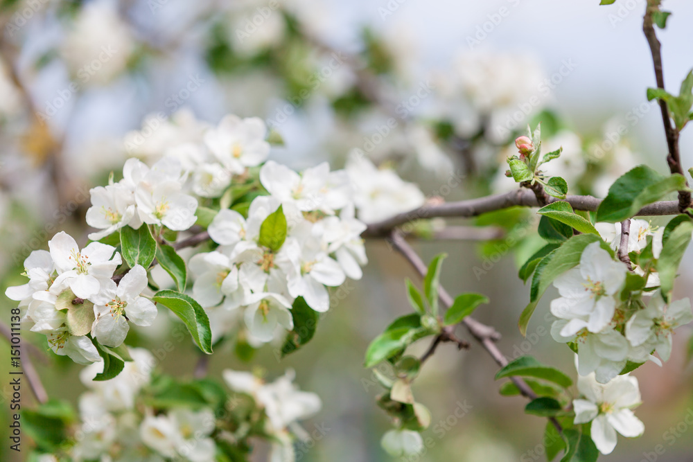 White flowers of cherry in a sunlight in the spring