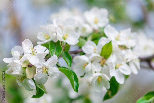 White flowers of cherry in a sunlight in the spring