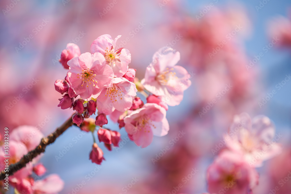 Japanese cherry blossom or Pink Sakura flower Japanese cherry blossom or Pink Sakura flower