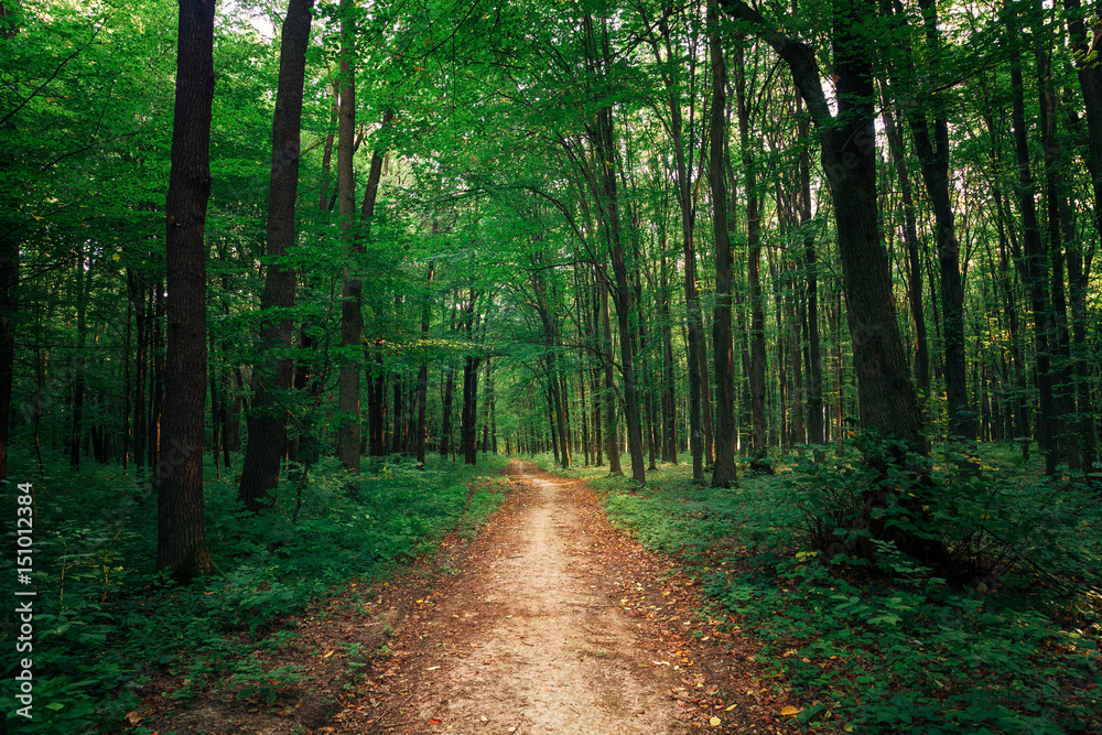 Fototapeta premium beautiful green forest