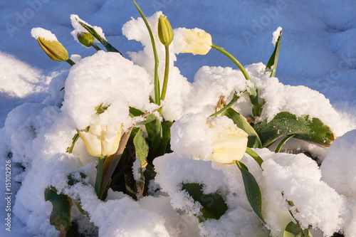 Tulips under the snow photo