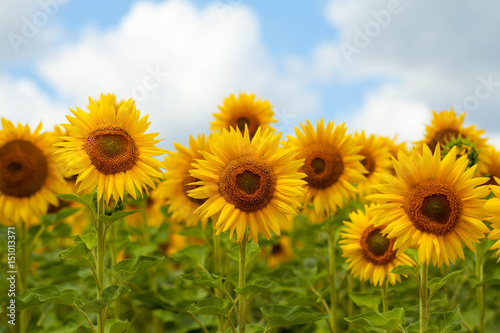 Fototapeta Naklejka Na Ścianę i Meble -  Field of flowers of sunflowers