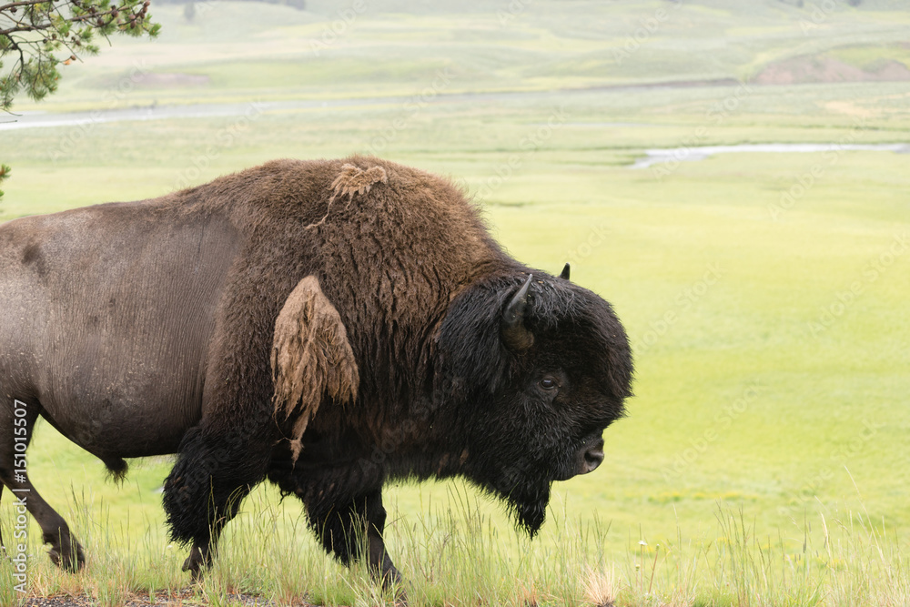Solitary Buffalo Animal Walks Along Yellowstone Park Wildlife