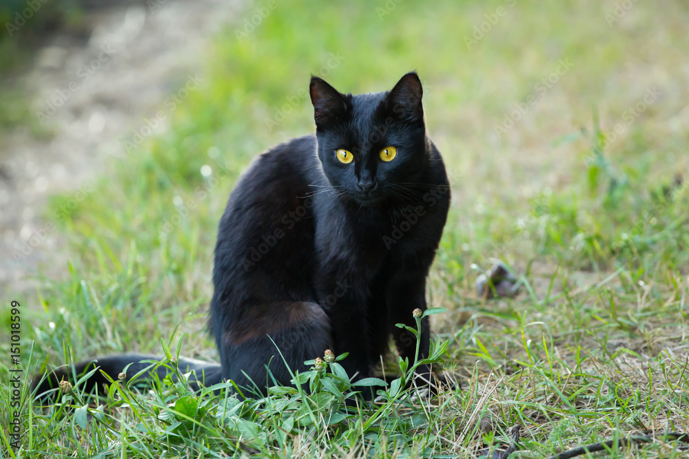 Black cat sits outside in the grass