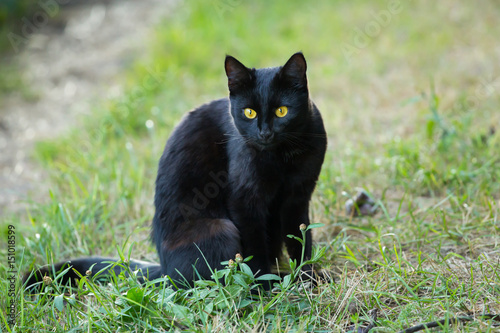 Black cat sits outside in the grass