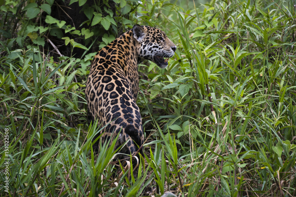 A jaguar (Panthera onca) moving through the grass, Cuiaba River, Pantanal, Mato Grosso, Brazil A jaguar (Panthera onca) moving through the grass, Cuiaba River, Pantanal, Mato Grosso, Brazil