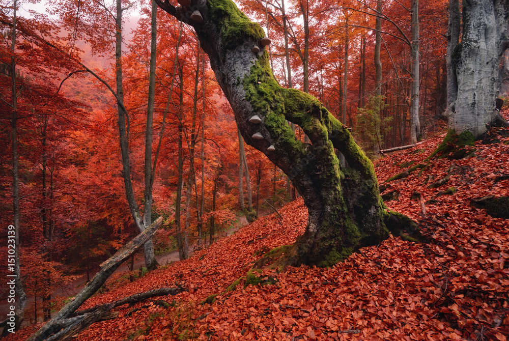 Autumn forest landscape in red tones.Old, moss-covered lonely tree standing on a slope with red fallen leaves.Old rotten beech on a mountainside against a background of red foliage