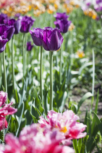 Delicate spring flower tulip © Nataliia Yudina