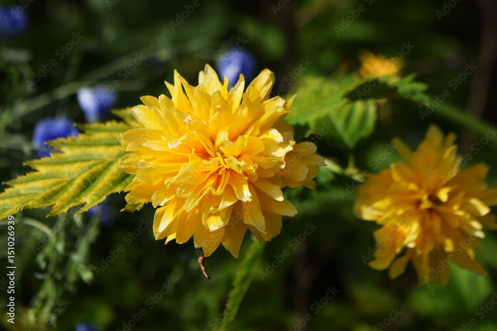 flower flower