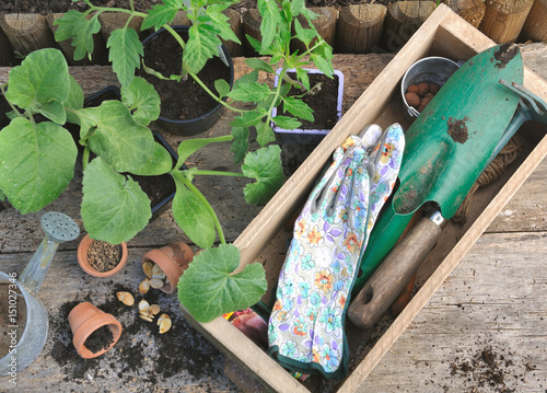 plantes potagère et outils de jardinage sur planche en bois