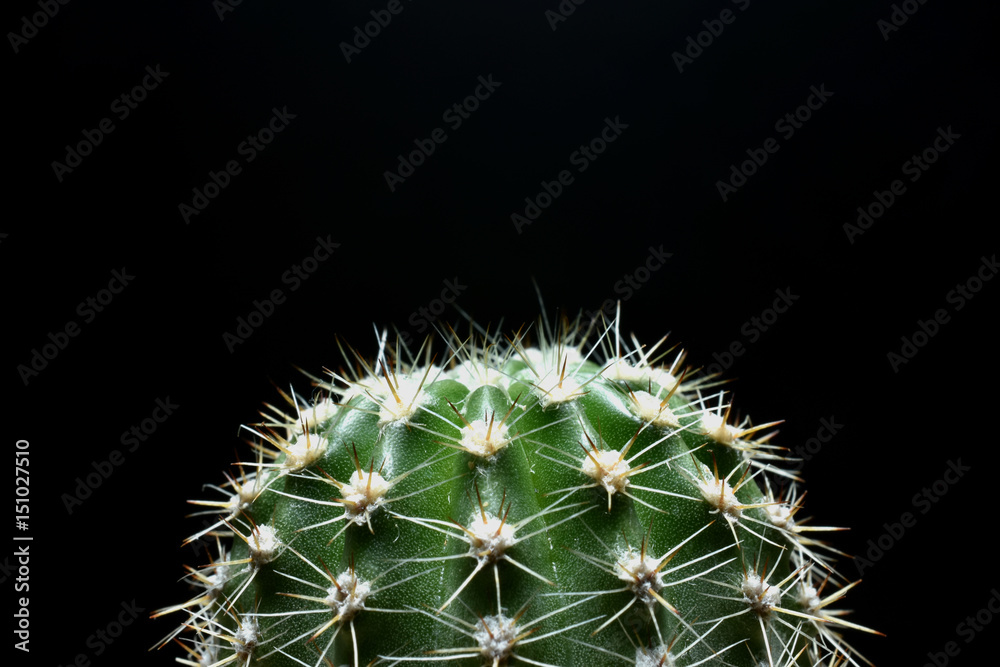 Close up cactus on dark background. Concept for copy space Close up cactus on dark background. Concept for copy space