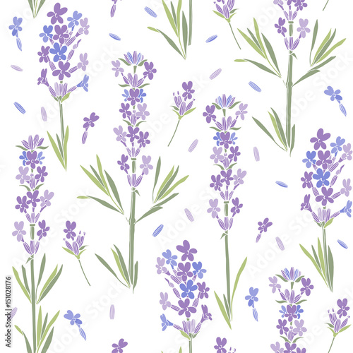 Seamless vector pattern with lavender flowers. Floral  illustration on white background.
