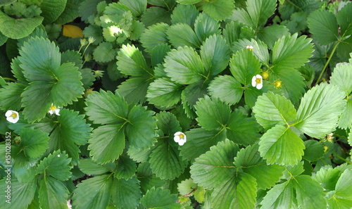 feuillage de fraisier et petites fleurs blanches