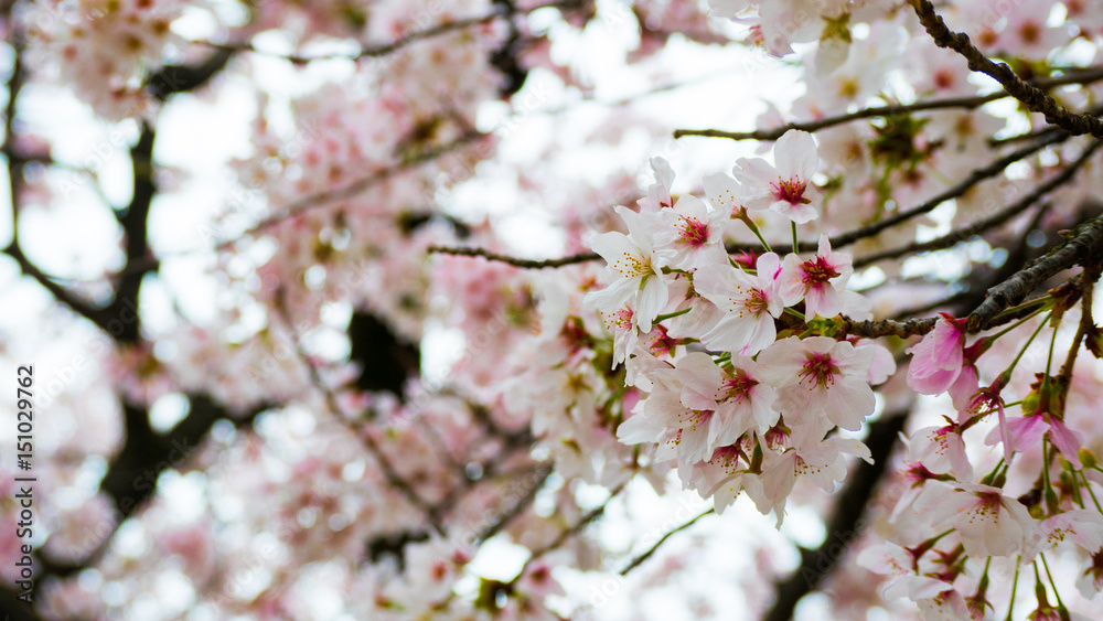Close - up of Japan Cherry blossom fullbloom in spring season in japan.
