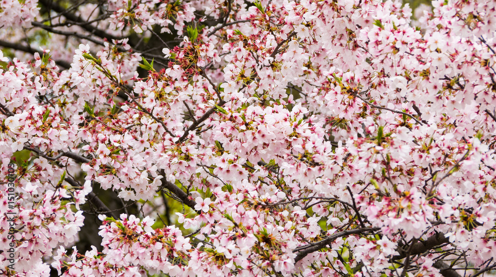 Japan Cherry blossom fullbloom in spring season in japan.