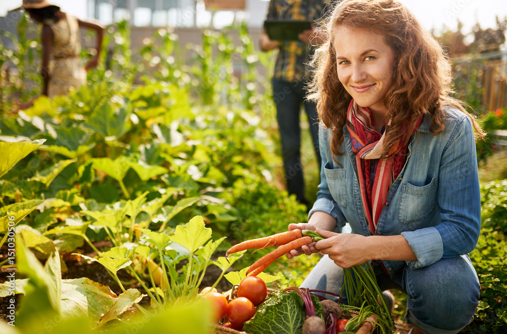Fototapeta premium Friendly team harvesting fresh vegetables from the rooftop greenhouse garden and planning harvest season on a digital tablet