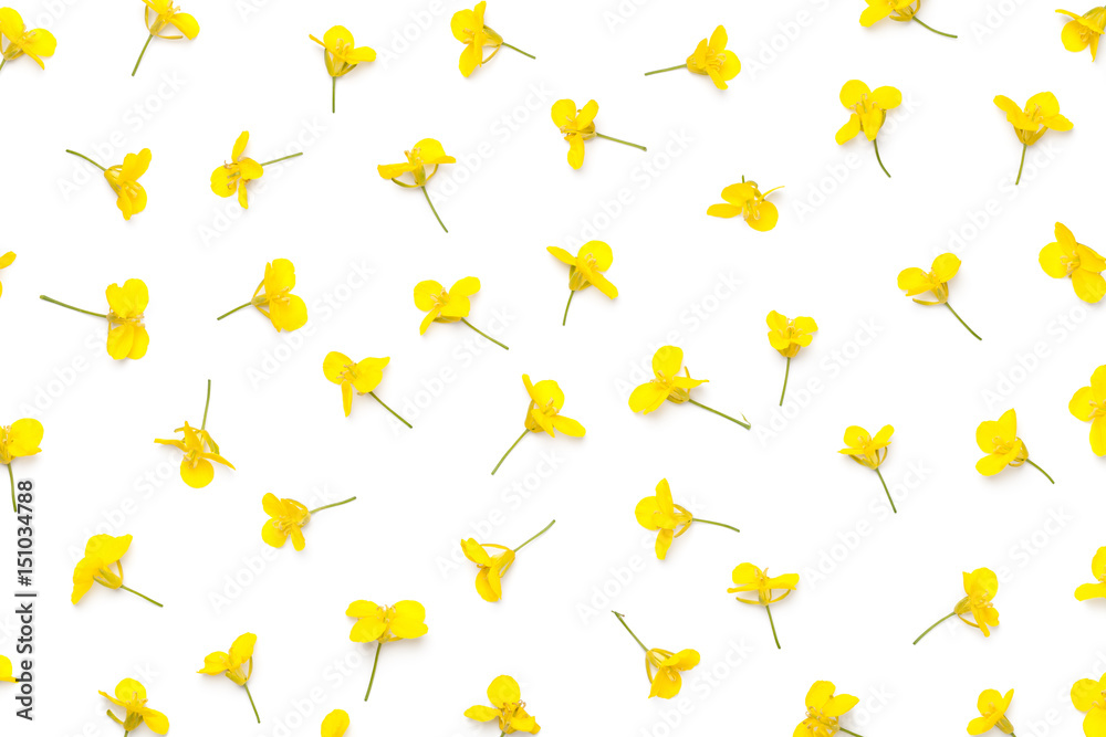 Rapeseed Flowers Isolated on White Background Rapeseed Flowers Isolated on White Background