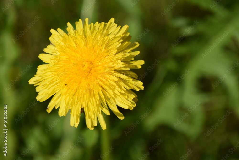 gelb blühende Hundeblume, blühender Löwenzahn, taraxacum im Sonnenschein gelb blühende Hundeblume, blühender Löwenzahn, taraxacum im Sonnenschein