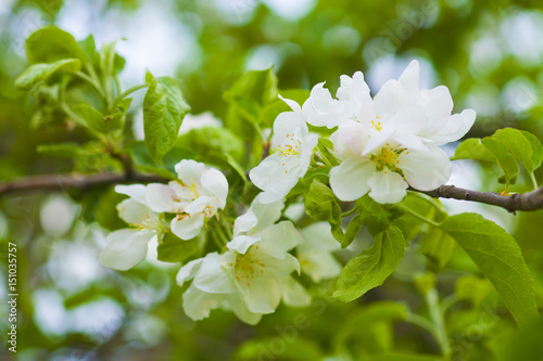 Blooming apple tree