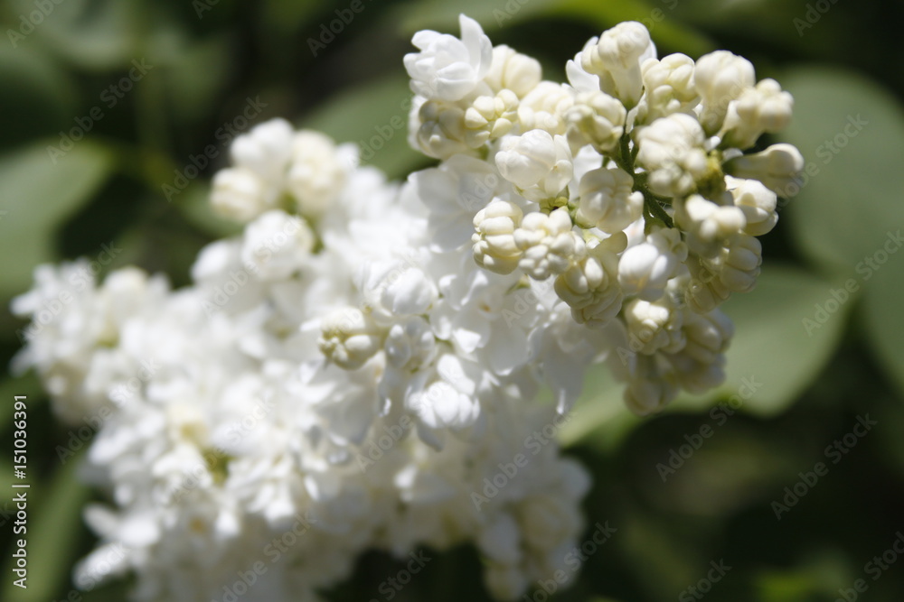 Lilac Lilac