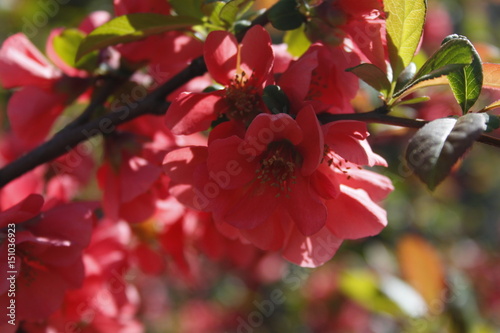 Red flower