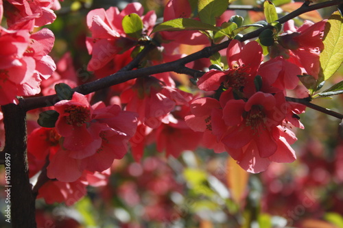 Red flower