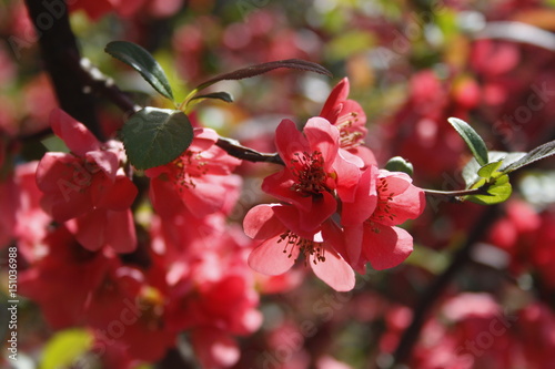 Red flower
