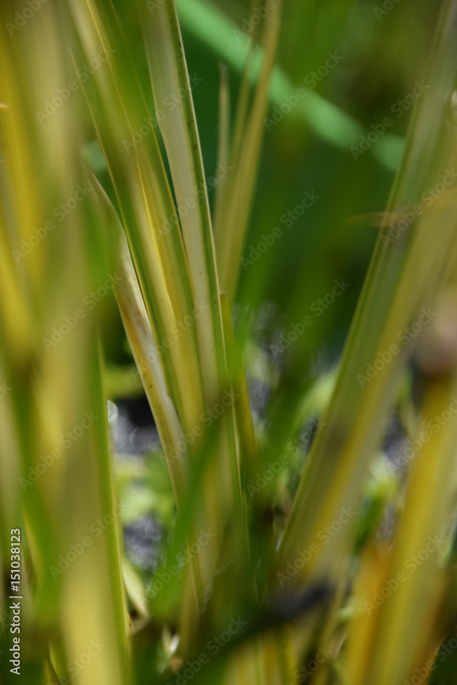 Teichpflanzen, grün blühend Teichpflanzen, grün blühend