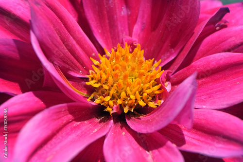 Closeup of carpel of pink flower