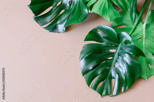 Obraz zielone liście na różowym tle