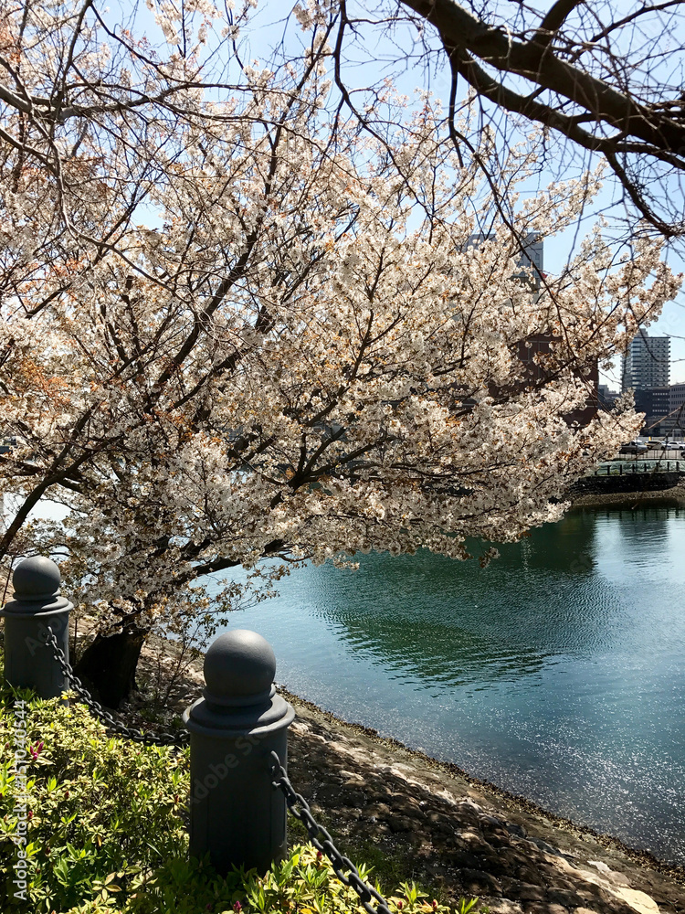 Obraz premium spring cherry blossoms, pink flowers. Japan.