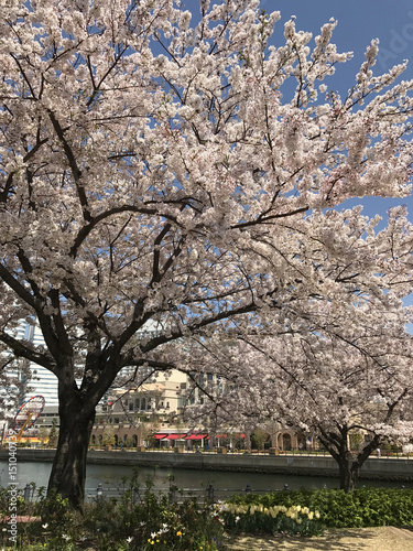 spring cherry blossoms, pink flowers. Japan.