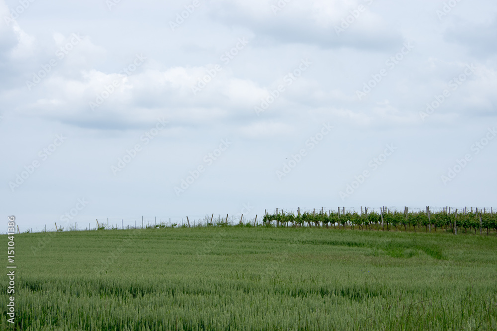 Fototapeta premium Pré et vigne