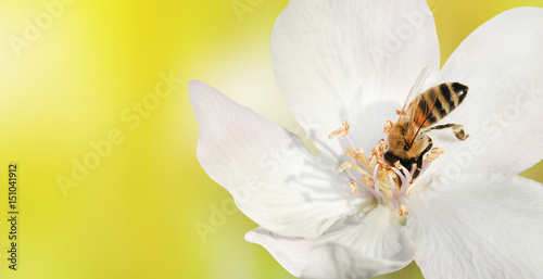 Bee close-up collects nectar (pollen) from the white flower of a flowering quince (Cydonia oblonga) on a blurred yellow background, a banner for the site. Blurred space for text