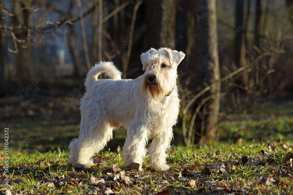 Zwergschnauzer white on a background of grass and trees Zwergschnauzer white on a background of grass and trees