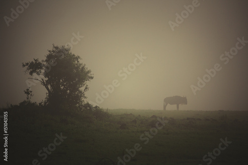 Wildebeest is grazing in morning fog.