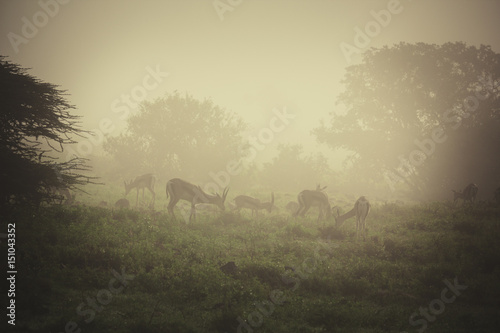 Fototapeta Naklejka Na Ścianę i Meble -  African gazelles are grazing in morning fog.