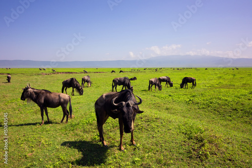 Wildebeest herd grazing in savanna. 