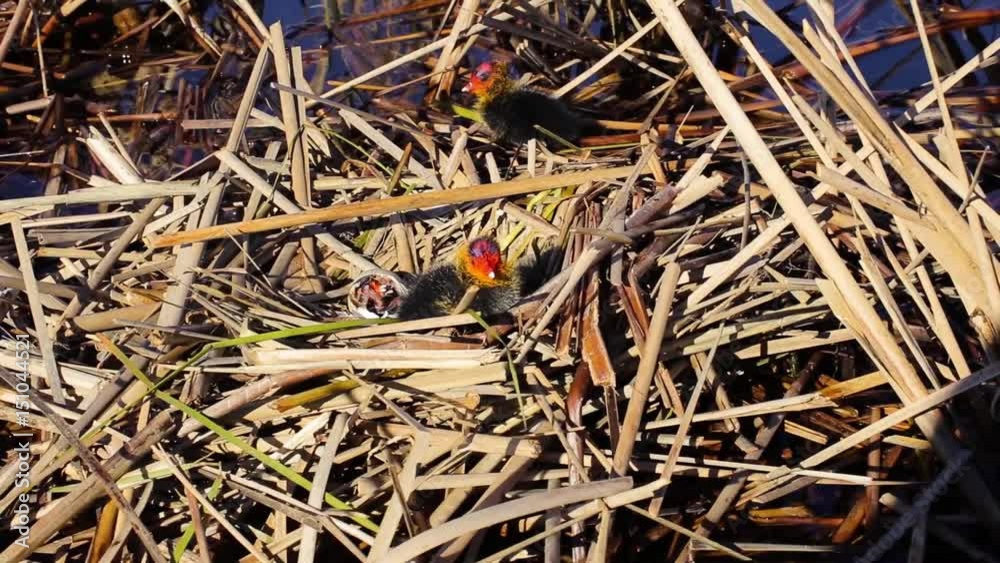 The beginning of a new life of birds in the nest on the water.
