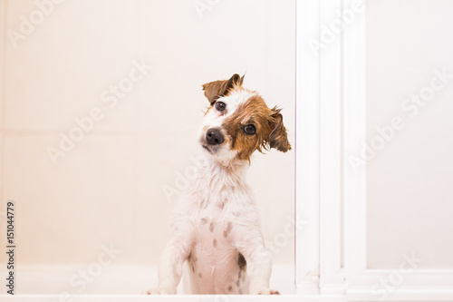 cute lovely small dog wet in bathtub looking at the camera. white background. Indoors
