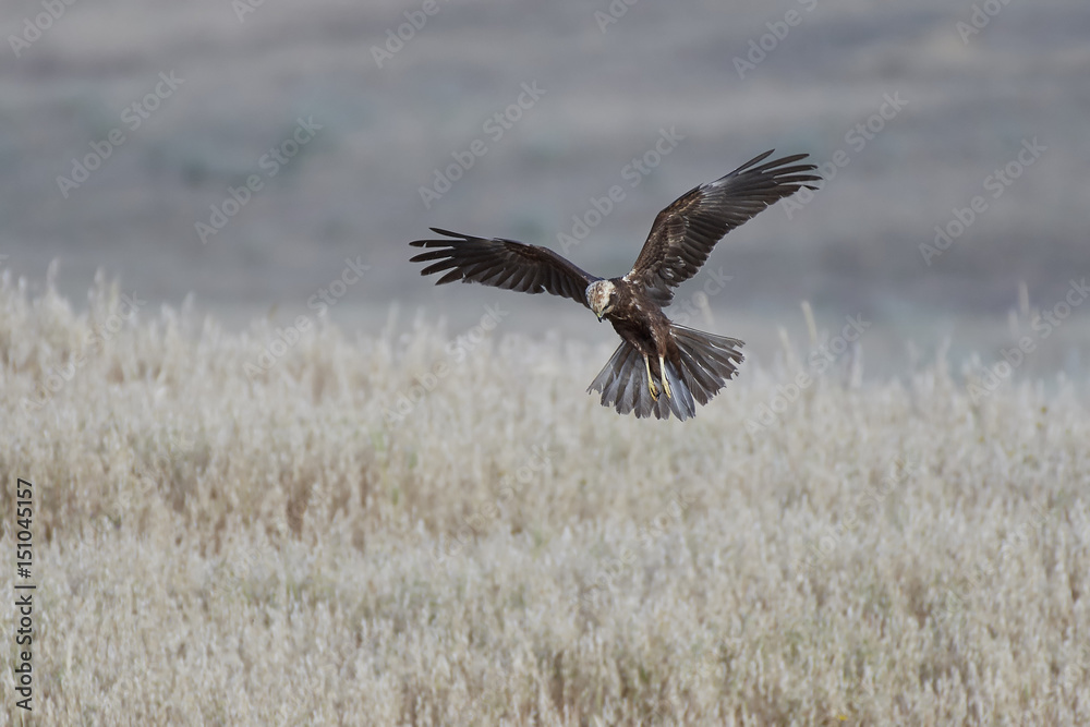Western marsh harrier (Circus aeruginosus) Western marsh harrier (Circus aeruginosus)