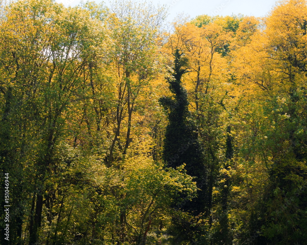 Fototapeta premium IL est de retour...